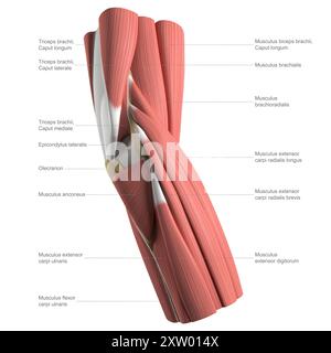 Beschriftete Abbildung der Anatomie des menschlichen Ellenbogens, laterale Ansicht (Seite, die am weitesten vom Körper entfernt ist). Stockfoto