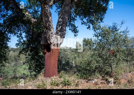 Korkeiche (Quercus suber), ein mittelgroßer, immergrüner Baum. Es ist die primäre Quelle von Kork für Weinflaschenstopfen und andere Anwendungen, wie Korkböden und als Kern von Cricketbällen. Sie ist in Südwesteuropa und Nordwestafrika beheimatet. Fotografiert in der Region Alentejo, Portugal. Stockfoto