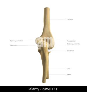 Beschriftete Darstellung der menschlichen Ellenbogenknochen von hinten (Hinteransicht). Stockfoto