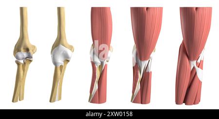 Darstellung der verschiedenen anatomischen Schichten des menschlichen Ellenbogens von vorne (Vorderansicht). Stockfoto