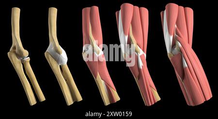 Darstellung der verschiedenen anatomischen Schichten des menschlichen Ellenbogens, seitliche Ansicht (am weitesten vom Körper entfernte Seite). Stockfoto