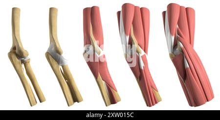 Darstellung der verschiedenen anatomischen Schichten des menschlichen Ellenbogens, seitliche Ansicht (am weitesten vom Körper entfernte Seite). Stockfoto