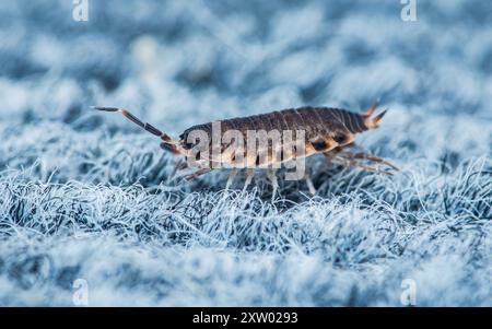 Nahaufnahme eine gewöhnliche raue Holzlouse, Porcellio-Schaber, der auf Teppich sitzt. Stockfoto