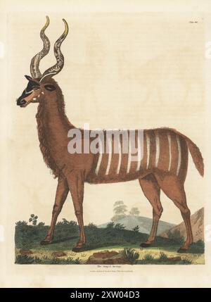 Grosskudu, Tragelaphus strepsiceros. Kopiert aus Georg Wolfgang Knorrs Deliciae Naturae Selectae, 1771. Die gestreifte Antilope. Handkolorierter Kupferstich aus William Smellies englischer Übersetzung von George Buffons Natural History, General and Specific, und Henry Chambers' History of Birds, Fishes, Reptiles and Insects, Thomas Kelly, London, 1828. Künstler unbekannt. William Smellie (1740–1795) war ein produktiver schottischer Autor, Naturforscher und Übersetzer. Seine zweibändige Übersetzung von Buffon erschien erstmals 1781. Stockfoto