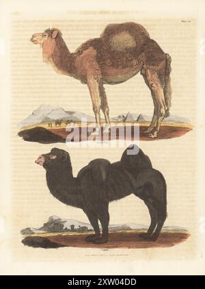 Dromedar- oder Arabisches Kamel, Camelus dromedarius und Baktrisches oder mongolisches Kamel, Camelus bactrianus. Dromedar und Kamel. Illustration von Jacques de Seve. Handkolorierter Kupferstich aus William Smellies englischer Übersetzung von George Buffons Natural History, General and Specific, und Henry Chambers' History of Birds, Fishes, Reptiles and Insects, Thomas Kelly, London, 1828. Künstler unbekannt. William Smellie (1740–1795) war ein produktiver schottischer Autor, Naturforscher und Übersetzer. Seine zweibändige Übersetzung von Buffon erschien erstmals 1781. Stockfoto