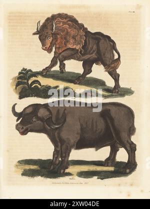 Amerikanischer Bison, Bisons und afrikanischer Büffel, Syncerus Caffer. Bisons und Büffel. Handkolorierter Kupferstich aus William Smellies englischer Übersetzung von George Buffons Natural History, General and Specific, und Henry Chambers' History of Birds, Fishes, Reptiles and Insects, Thomas Kelly, London, 1828. Künstler unbekannt. William Smellie (1740–1795) war ein produktiver schottischer Autor, Naturforscher und Übersetzer. Seine zweibändige Übersetzung von Buffon erschien erstmals 1781. Stockfoto