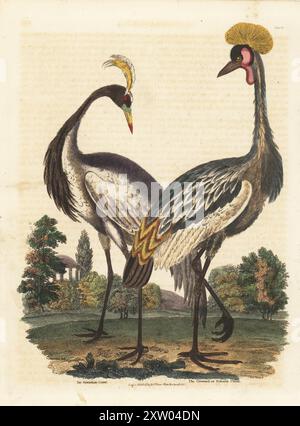 Demoiselle-Kran, Grus virgo und gefährdeter Graukronenkran, Balearica regulorum. Numidiankran und gekrönter oder boliarischer Kran. Nach einer Illustration für John Wilkes. Handkolorierter Kupferstich aus William Smellies englischer Übersetzung von George Buffons Natural History, General and Specific, und Henry Chambers' History of Birds, Fishes, Reptiles and Insects, Thomas Kelly, London, 1828. Künstler unbekannt. William Smellie (1740–1795) war ein produktiver schottischer Autor, Naturforscher und Übersetzer. Seine zweibändige Übersetzung von Buffon erschien erstmals 1781. Stockfoto