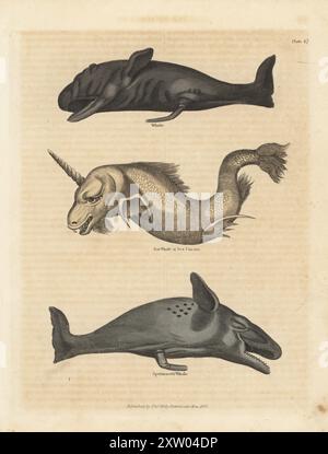 Bowhead Wal, Balaena mysticetus, Narwal, Monodon monoceros und Pottwal oder cachalot, Physeter macrocephalus. Wal, Narwal oder Seeeinhorn und Spermawal. Handkolorierter Kupferstich aus William Smellies englischer Übersetzung von George Buffons Natural History, General and Specific, und Henry Chambers' History of Birds, Fishes, Reptiles and Insects, Thomas Kelly, London, 1828. Künstler unbekannt. William Smellie (1740–1795) war ein produktiver schottischer Autor, Naturforscher und Übersetzer. Seine zweibändige Übersetzung von Buffon erschien erstmals 1781. Stockfoto