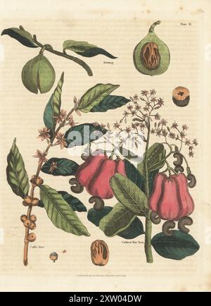 Muskatnuss und Muskatblüte, Myristica-Düfte, Kaffeebaum, Coffea arabica und Cashewnussbaum, Anacardium occidentale. Handkolorierter Kupferstich aus William Smellies englischer Übersetzung von George Buffons Natural History, General and Specific, und Henry Chambers' History of Birds, Fishes, Reptiles and Insects, Thomas Kelly, London, 1828. Künstler unbekannt. William Smellie (1740–1795) war ein produktiver schottischer Autor, Naturforscher und Übersetzer. Seine zweibändige Übersetzung von Buffon erschien erstmals 1781. Stockfoto