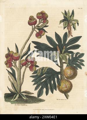 Erdbeere Everlasting, Syncarpha eximia (Wahl gnaphalium, gnaphalium eximium), Mandrake, Mandragora officinarum und Brotfruchtebaum, Artocarpus altilis. Handkolorierter Kupferstich aus William Smellies englischer Übersetzung von George Buffons Natural History, General and Specific, und Henry Chambers' History of Birds, Fishes, Reptiles and Insects, Thomas Kelly, London, 1828. Künstler unbekannt. William Smellie (1740–1795) war ein produktiver schottischer Autor, Naturforscher und Übersetzer. Seine zweibändige Übersetzung von Buffon erschien erstmals 1781. Stockfoto