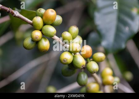 Grüne Arabika-Kaffeebohnen auf einem Baum im Norden thailands. Stockfoto