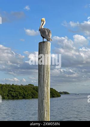 Ein einsamer brauner Pelikan, der auf einem Holzpfahl thront, dreht seinen Blick um die Passanten auf dem Weg zu einer Bootstour bei Sonnenuntergang um Longboat Key, Florida, zu beobachten. Stockfoto