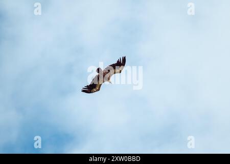 Ein Eurasion-Greifgeier (Gyps fulvus) im Flug über Millau im Südwesten Frankreichs Stockfoto