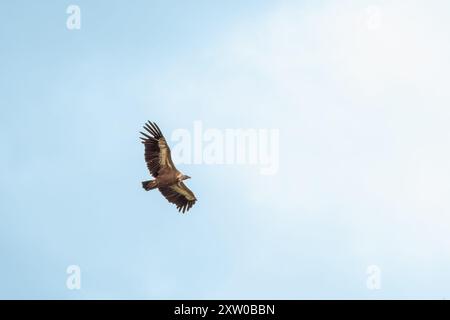 Ein Eurasion-Greifgeier (Gyps fulvus) im Flug über Millau im Südwesten Frankreichs Stockfoto