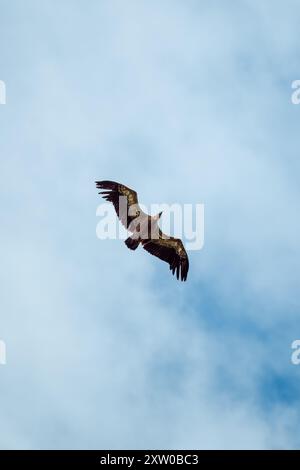 Ein Eurasion-Greifgeier (Gyps fulvus) im Flug über Millau im Südwesten Frankreichs Stockfoto