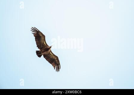 Ein Eurasion-Greifgeier (Gyps fulvus) im Flug über Millau im Südwesten Frankreichs Stockfoto