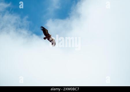 Ein Eurasion-Greifgeier (Gyps fulvus) im Flug über Millau im Südwesten Frankreichs Stockfoto