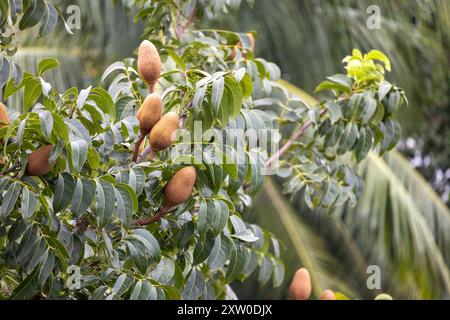 Baumzweige mit grünen Blättern und Mahagoni-Früchten. Das Holz des Mahagoni-Baumes ist sehr stark und wird zur Herstellung von Möbeln und Musikinstrumenten verwendet Stockfoto