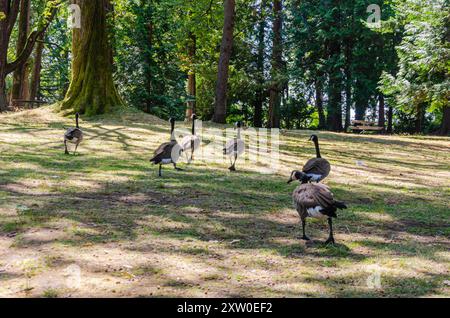 Kanadische Gänse im Stanley Park, Vancouver, British Columbia, Kanada Stockfoto