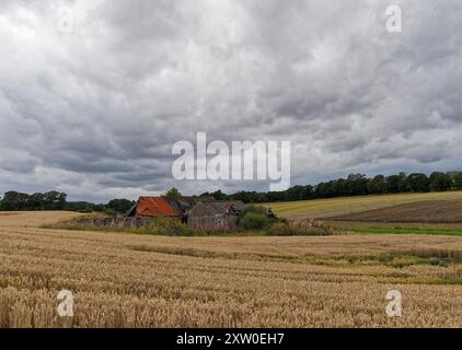 Ein lange verlassenes Bauernhaus mit dazugehörigen Scheunen in einer kleinen Höhle inmitten der Gerstenfelder von Greenden unter dunklen Regenwolken. Stockfoto