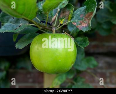 Ein einzelner grüner Apfel, der auf einem Baum in Suffolk, Großbritannien, wächst Stockfoto