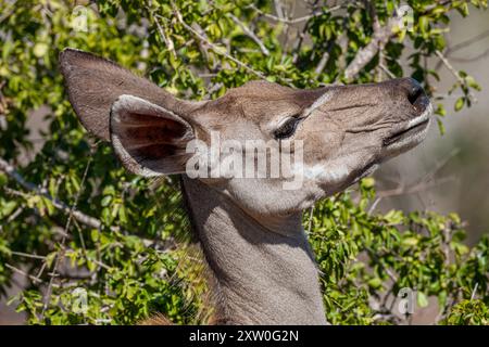 Südafrika, Kruger-Nationalpark, Greater Kudu (Tragelaphus strepsiceros), weiblich Stockfoto