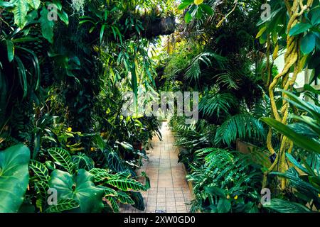 Das Innere des Gewächshauses mit tropischen Pflanzen im Botanischen Garten der Universität Warschau, Royal Łazienki Park, Warschau, Polen Stockfoto