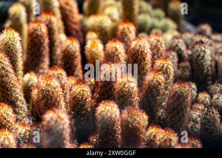 Mammillaria elongata Kakteen im Botanischen Garten der Universität Warschau, Königlicher Łazienki-Park, Warschau, Polen Stockfoto