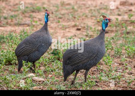 Südafrika, Kruger-Nationalpark, Guineafowl mit Helm (Numida meleagris) Stockfoto