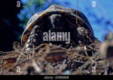 Die indische Sternschildkröte (Geochelone elegans) ist eine bedrohte Schildkrötenart, die in Indien, Pakistan und Sri Lanka beheimatet ist Stockfoto