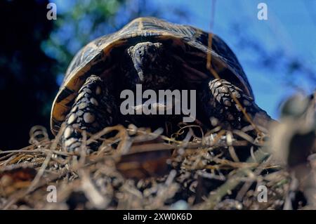 Die indische Sternschildkröte (Geochelone elegans) ist eine bedrohte Schildkrötenart, die in Indien, Pakistan und Sri Lanka beheimatet ist Stockfoto