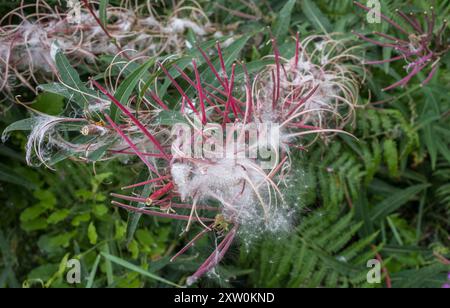 Der Blüten- und Samenkopf des Chamaenerion angustifolium, Fireweed oder Rosebay Willowhere, einer ausdauernden krautigen blühenden Pflanze. Stockfoto