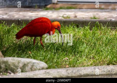 Scharlach Ibis Vogel Eudocimus ruber auf der Suche am Boden Stockfoto
