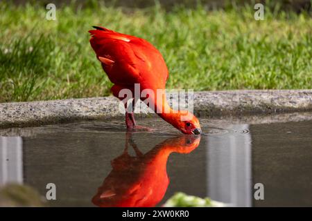 Scharlach Ibis Vogel Eudocimus ruber auf der Suche am Boden Stockfoto