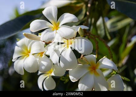 Nahaufnahme der weißen Frangipani-Blume, die auf einem Ast blüht Stockfoto