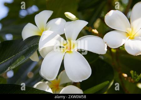 Nahaufnahme der weißen Frangipani-Blume, die auf einem Ast blüht Stockfoto