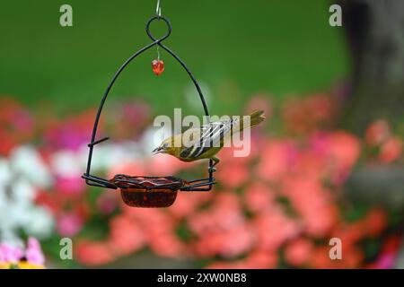 Junge Baltimore Oriole (Icterus galbula), die an einem Futtermittel Traubengelee fressen Stockfoto