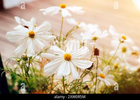 COSMOS bipinnatus weisse Blüten in sunligt. Stockfoto