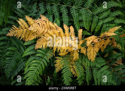 Die Zeichen des Herbstes als gewöhnlicher Farn haben sich in der Farbe Golden verwandelt und sind mit den sattgrünen Sommerfarben der umliegenden Ferns, Worcestershire, England, verglichen. Stockfoto