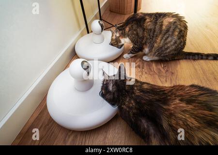 Automatische Trockenfutterzufuhr mit Webcam-Hauskatzen. Smart-Home-Geräte. Fernpflege von Haustieren. Stockfoto