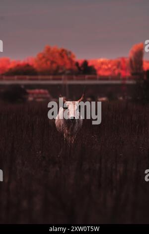 Ungarische Graurinder bei Sonnenuntergang im Herbst auf dem Bauernhof Stockfoto