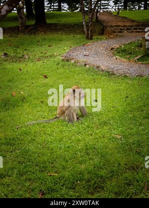 Ein einsamer Affe sitzt ruhig auf einem lebhaften grünen Rasen, umgeben von Bäumen und einem rustikalen Steinweg. Die Szene fängt die Ruhe der Natur ein Stockfoto