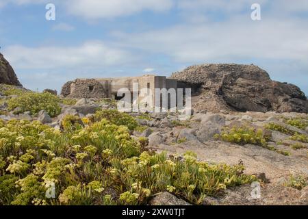 Deutscher Nazi-Bunker aus dem Zweiten Weltkrieg am Strand der Alderney-Kanalinseln Verteidigungsbefestigung Teil der Atlantischen Wand-Strandpflanzen im Vordergrund Stockfoto