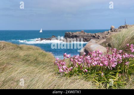 Rosa Auferstehungslilien wachsen von einem deutschen Nazi-Bunker aus dem 2. Weltkrieg mit einer Yacht mit weißem Segel im Hintergrund auf den Alderney Channel Islands Stockfoto