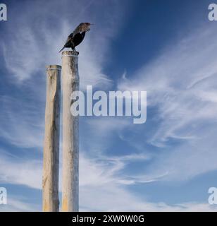 Ein Kormoranvogel mit doppelten Hauben thront auf einem von zwei Holzpfählen vor einem klaren blauen Himmel, der mit schroffen Wolken geschmückt ist. Der Vogel scheint verbreitet zu sein Stockfoto