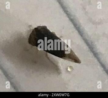 Kielbarer Baumopper (Entylia carinata) Insecta Stockfoto