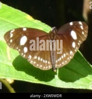 (Euploea lewinii) Insecta Stockfoto