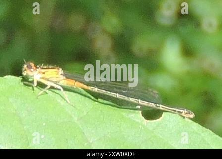 Östlicher Gabelschwanz (Ischnura verticalis) Insecta Stockfoto