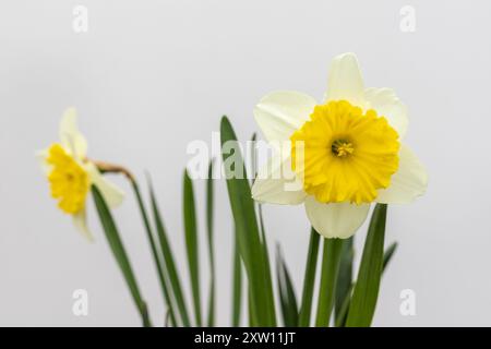 Narzisse weiße Blüten mit gelber Mittelnaht Stockfoto