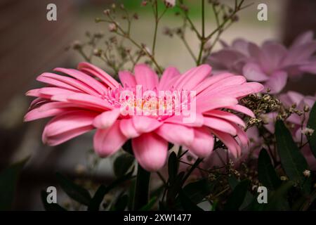 Schöne blühende rosa Gerbera Gänseblümchen Blume auf einem Hintergrund. Nahaufnahme. Stockfoto